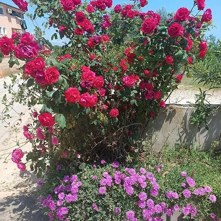Apartmán Zupan *